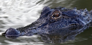 Avalez Gator