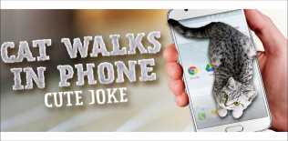 Promenades chat mignon Téléphone Joke